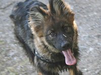 Ki-Shani